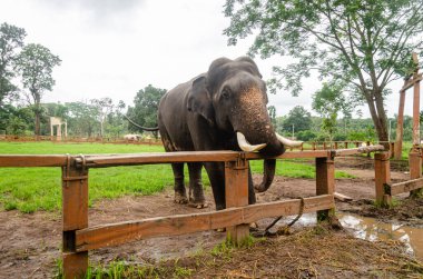 Kushalnagar, Madikeri, Karnataka, Hindistan 'daki Dubare Fil Kampı' nda bir Tusker.