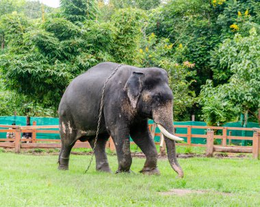 Kushalnagar, Madikeri, Karnataka, Hindistan 'daki Dubare Fil Kampı' nda bir Tusker.