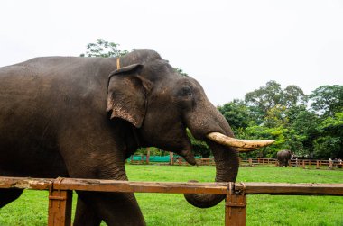 Kushalnagar, Madikeri, Karnataka, Hindistan 'daki Dubare Fil Kampı' nda bir Tusker.