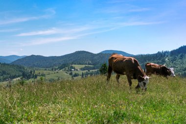 Harika Alp Yaylaları mükemmel gökyüzü ile. tarım, hayvancılık kavramı. İnekler ile Doğal dağ Manzara. 