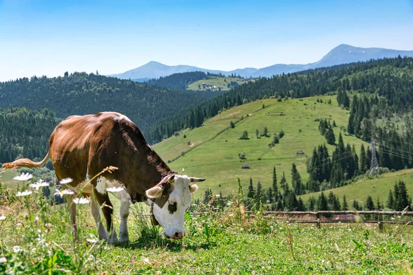 Harika Alp Yaylaları mükemmel gökyüzü ile. tarım, hayvancılık kavramı. İnekler ile Doğal dağ Manzara. 