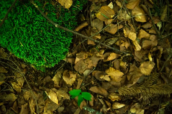 Yerde güzel yeşil yosunlar, yosunlara yakın çekim, makro. Duvar kağıdı için güzel yosun arkaplanı