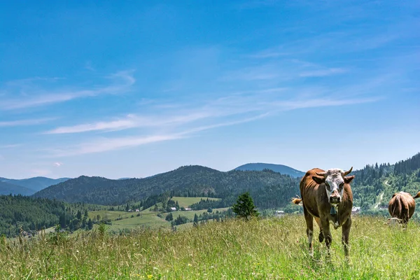 Maravilhosas Terras Altas Alpinas Com Céu Perfeito Conceito Agricultura Pecuária — Fotografia de Stock