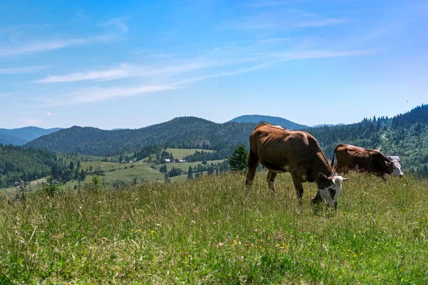 Harika Alp Yaylaları mükemmel gökyüzü ile. tarım, hayvancılık kavramı. İnekler ile Doğal dağ Manzara. 