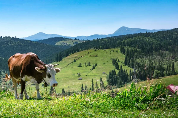 Harika Alp Yaylaları mükemmel gökyüzü ile. tarım, hayvancılık kavramı. İnekler ile Doğal dağ Manzara. 