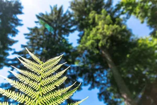 orman ve orman arka plan. Vahşi ormanlar. Makro