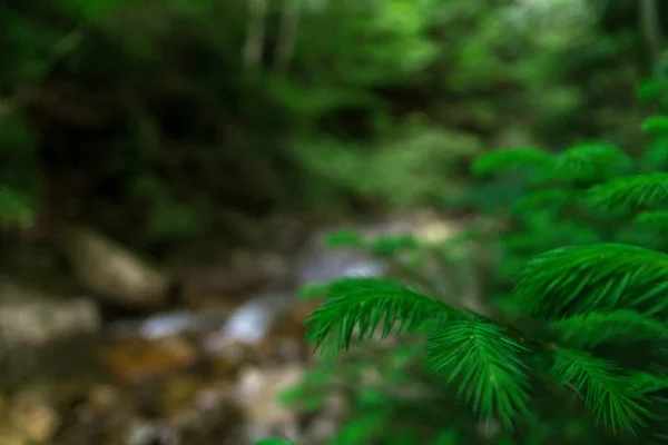 Dağ nehri su manzarası. Dağlardaki vahşi nehir. Dağ vahşi nehir manzarası