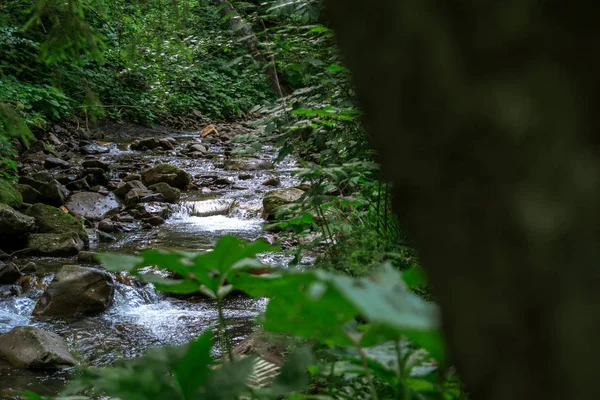 Dağ nehri su manzarası. Dağlardaki vahşi nehir. Dağ vahşi nehir manzarası