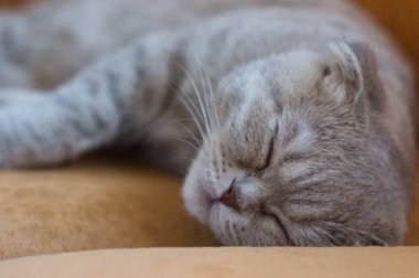 Gri kedi kanepede oturan