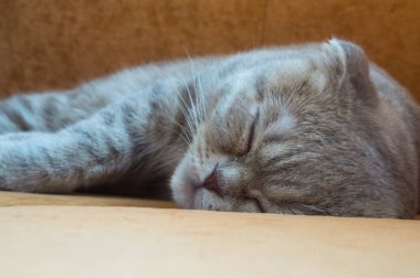 Gri kedi kanepede oturan