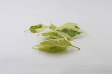 Beyaz arka plan üzerindeki bir ağaçtan yeşil ve beyaz yapraklar