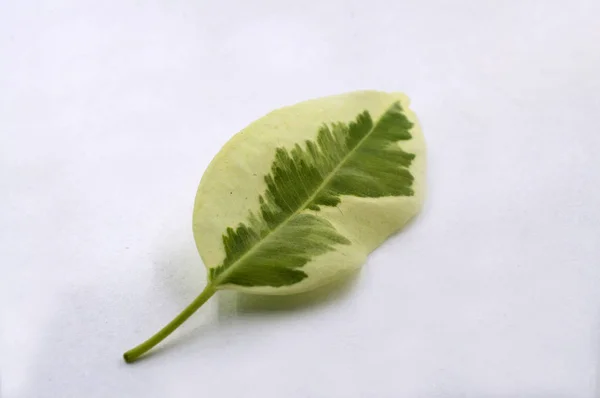 Green and white leafs from a tree on a white background