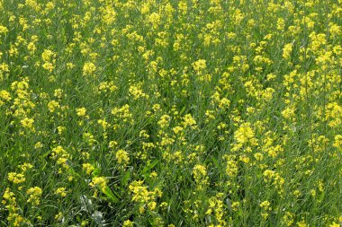 Hindistan 'da kolza çiçeği tarlası ve arı tozlaşması 
