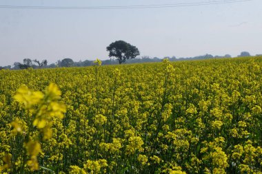 Hindistan 'da kolza çiçeği tarlası ve arı tozlaşması 