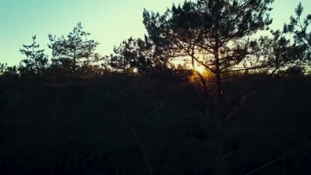 Bella Ripresa Aerea Drone Tramonto Nella Foresta Estiva — Video Stock