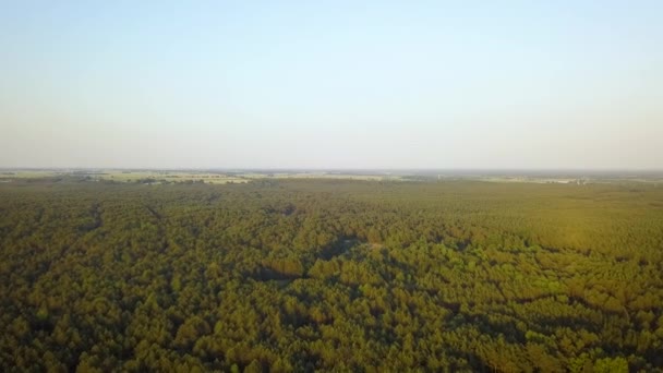 Mooie Luchtfoto Drone Schot Van Dennenbos Zomer — Stockvideo