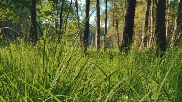 Vista de la hierba verde fresca y los árboles en el bosque — Vídeos de Stock