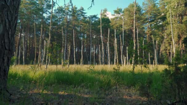 Vista de la hierba verde y los árboles en el bosque — Vídeos de Stock