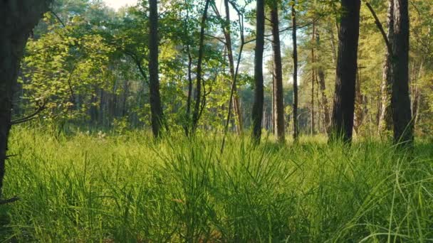 Weergave van vers groen gras en bomen in het bos — Stockvideo