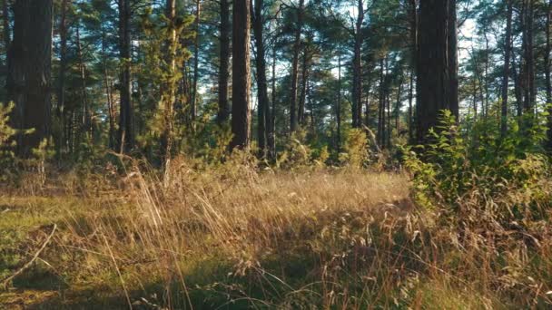Вид на траву и деревья в лесу на закате — стоковое видео