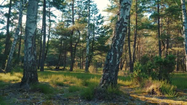 Vista de la hierba y los árboles en el bosque — Vídeos de Stock