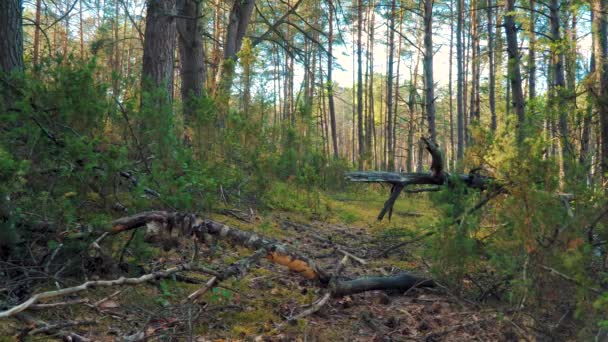 Vista de ramas y árboles en el bosque al atardecer — Vídeo de stock