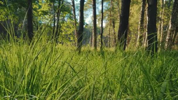 Vista de la hierba verde fresca y los árboles en el bosque — Vídeos de Stock