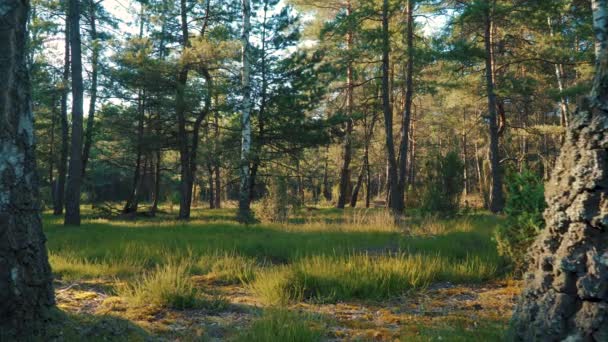 Vista de la hierba y los árboles en el bosque — Vídeo de stock