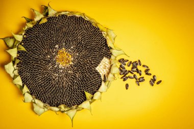 sarı bir arka plan üzerinde büyük ayçiçeği