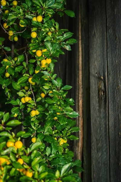 delicious yellow plums and green leaves and wooden background