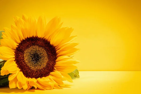 beautiful sunflower flower on a yellow background
