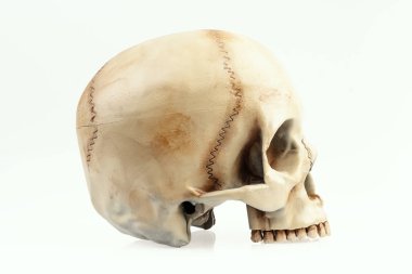 beyaz bir arka plan üzerinde izole yapay ve boyalı insan kafatası