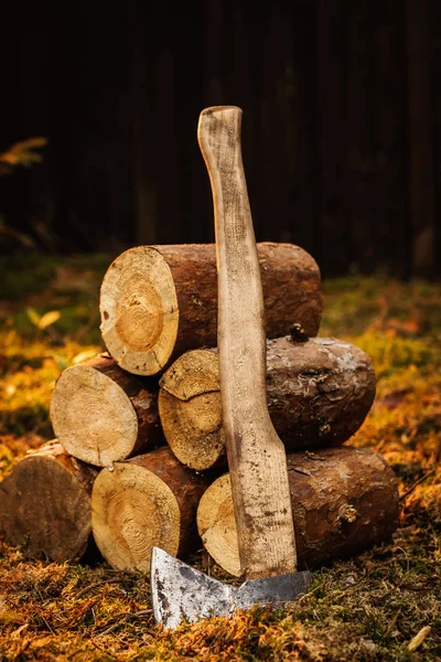 old ax and tree trunks on moss in the forest at sunset