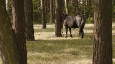 yanında belgili tanımlık yol beyaz bir araba ile ormanda yalnız at