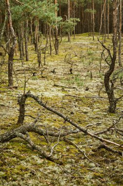 güzel yeşil çam ormanı içinde kırılmış ağaçlar