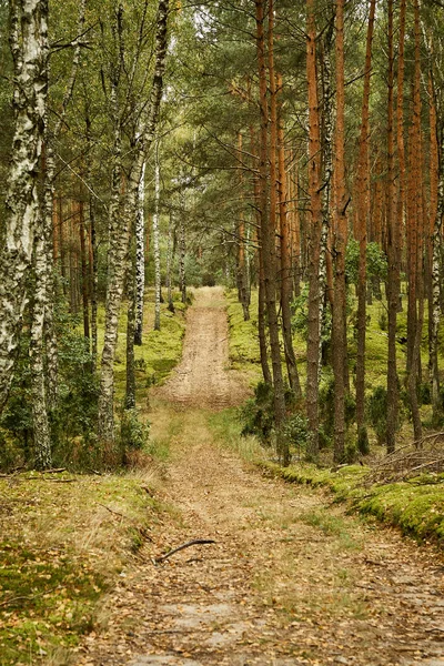 sandy road in a beautiful green pine forest in the summer