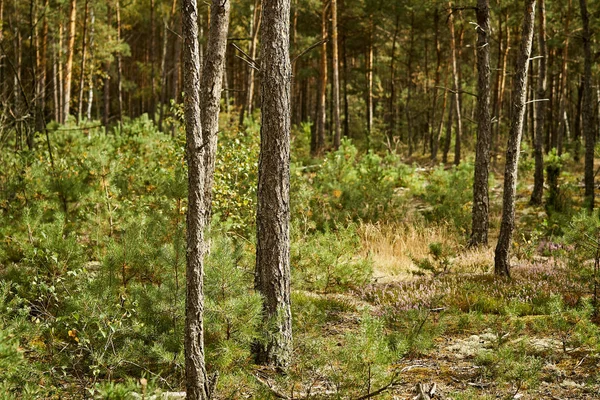 Árboles altos en un hermoso bosque de pinos verdes — Foto de Stock