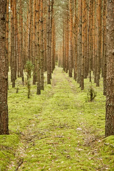 Camino arenoso en un hermoso bosque de pinos verdes — Foto de Stock
