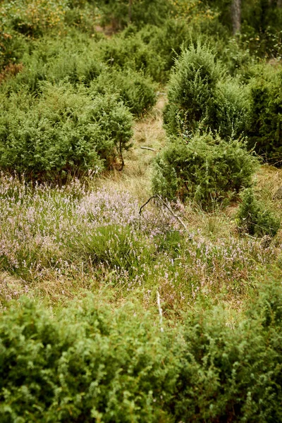 Hermosos brezos y enebros verdes en un claro en el bosque — Foto de Stock