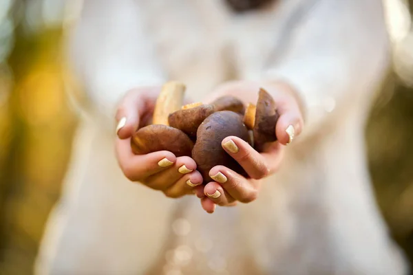 Vrouw houdt paddestoelen in handen in herfst bos — Stockfoto