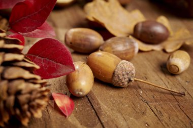 güzel sonbahar arka plan ile yaprakları, meşe palamudu ve koniler eski ahşap masa