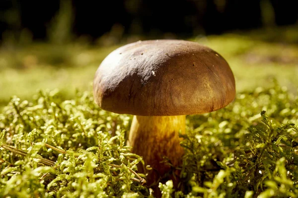 Hermoso Hongo Boletus Marrón Fresco Que Crece Musgo Verde Grueso —  Fotos de Stock