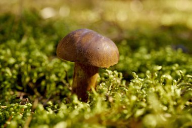 Sonbahar ormandaki yeşil kalın yosun üzerinde büyüyen güzel kahverengi çörek mantar