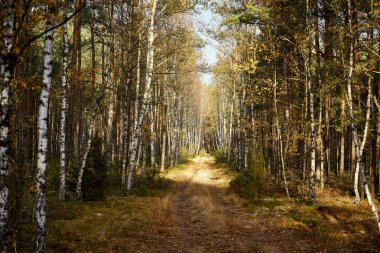 sonbahar sabahı güzel çam ormanında kumlu yol