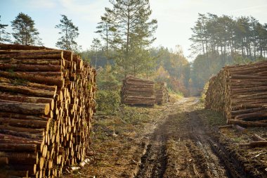 Sonbahar ormanda büyük bir yığın üzerinde yığılmış kesilen ahşap kirişler