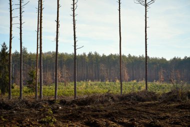 bir sonbahar sabahı güzel çam ormanında uzun ağaçlar