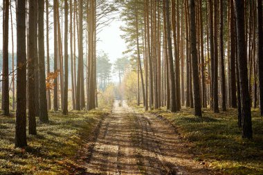 sonbahar sabahı güzel çam ormanında kumlu yol