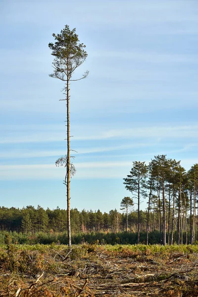 Árbol Alto Solitario Hermoso Bosque Pinos Una Mañana Otoño — Foto de Stock