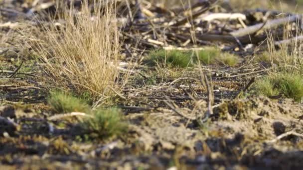 春の森の壊れた乾いた棒と草 — ストック動画