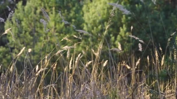 Blades of dried grass in the meadow at sunset in forest — Stock Video